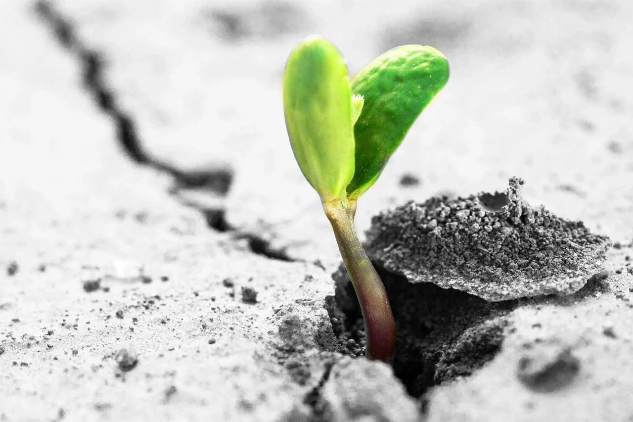 An Overlooked Cost of Rapid Growth